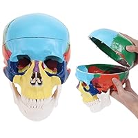 Amazon.co.jp: 実物大の人間のカラフルな頭蓋骨模型、レプリカのリアル